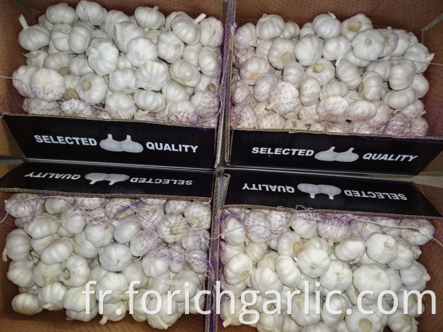 Best Price Pure White Garlic